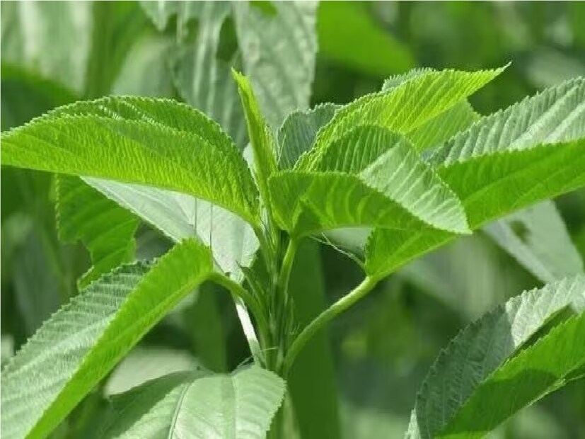 ভারতের আয়ুর্বেদে শাস্ত্রে বিভিন্ন পাতা -জড়িবুটির একাধিক গুণাবলীও রয়েছে৷  আমের পাতা থেকে শুরু করে কালমেঘ পাতা সবকিছুতেই নানা রোগ নিরাময় করার গুণ রয়েছে এমনটাই বলে আয়ুর্বেদ৷  কিন্তু আরেকটি পাতা আছে যা অনেকেরই বাড়ির উঠোনে বা বাগানে এমনিতেই জন্মায় তার সম্পর্কে মানুষের জ্ঞান কম৷  এই শাক বাজারে মাত্র ৫ থেকে ১০ টাকা খরচ করলেই এক বান্ডিল মেলে৷  এই ঔষধি গাছের পাতায় এমন অনেক গুণ রয়েছে যা আপনার শরীরের অনেক গুরুতর সমস্যা দূর করতে পারে। Photo- Representative