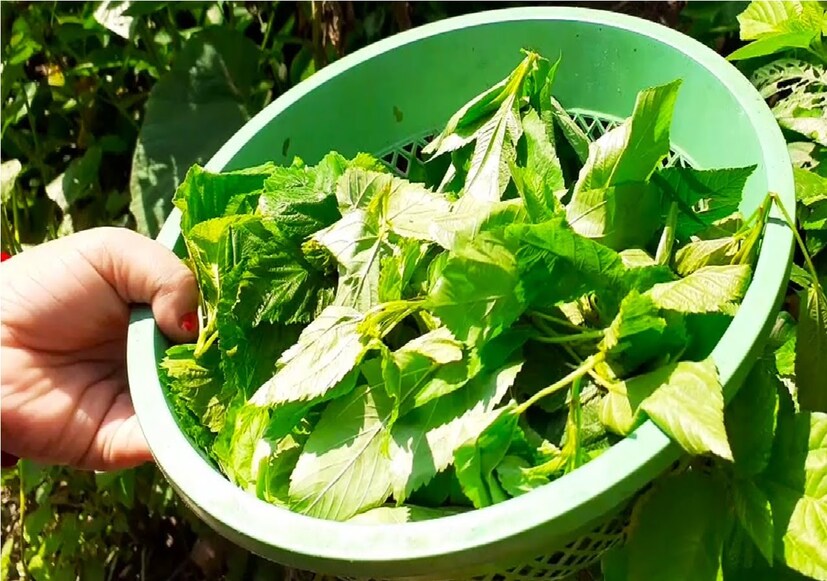 অন্ত্রে গুড ব্যাকটেরিয়া বৃদ্ধি পেলে  গ্যাস ও অ্যাসিডিটির  সমস্যা থেকেল মুক্তি পান৷ ফলে এই গরমে হজম ঠিক হলে সোজা বাংলায় যাকে পেট ঠান্ডা  বলা হয় ঠিক সেটাই করে পাট শাক৷ পেটের রোগের সমস্যায় ভুগছেন এমন ব্যক্তিদের নিয়মিত পাট শাক কিম্বা পাট পাতার চা খাওয়া উচিত। Photo- Representative