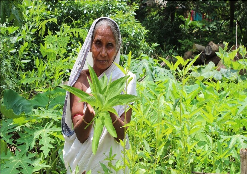 এই পাতায় রয়েছে পর্যাপ্ত পরিমাণে ক্যালসিয়াম ও ম্যাগনেসিয়াম।খাবারে রুচি ফিরে আসে ৷ পাটশাক মুখের স্বাদ ফিরিয়ে আনতে বিশেষ ভাবে সাহায্য করে ৷ Photo- Representative
