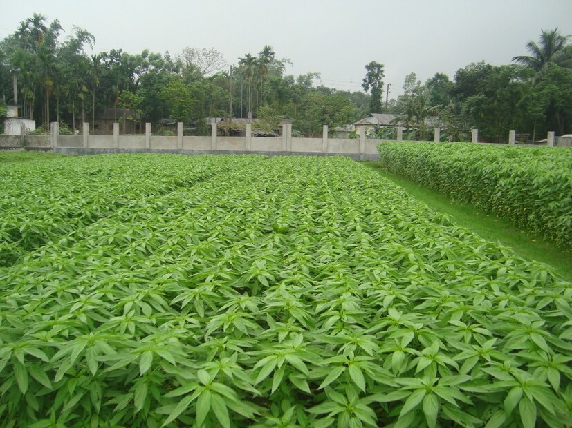গরমে ত্রাহি ত্রাহি অবস্থা, এই সময় এমন অনেক খাবার বেছে নেওয়া হয় যা শরীরকে ভিতর থেকে সাহায্য করে৷ সেই তালিকায় পাট শাক একেবারে উপরের দিকে রয়েছে৷ পেটের গ্যাস ও অ্যাসিডিটির মতো সমস্যা কমাতে চাইলে অবশ্যই পাট পাতা খেতে হবে। এই পাতায় প্রচুর পরিমাণে ফাইবার থাকে যা অন্ত্রে গুড ব্যাকটেরিয়ার সংখ্যা বাড়াতে সাহায্য করে। Photo- Representative