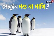পেঙ্গুইন পশু না পাখি? অনেকেই জানেন না এর উত্তর; আপনি বলতে পারবেন?