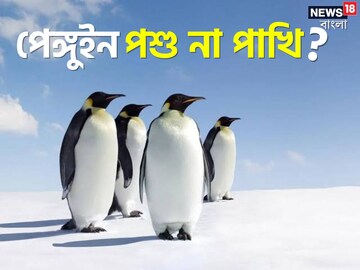 পেঙ্গুইন পশু না পাখি? অনেকেই জানেন না এর উত্তর; আপনি বলতে পারবেন?