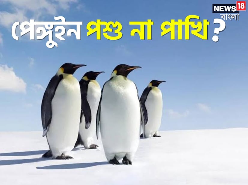 ডানা আছে। কিন্তু উড়তে পারে না। না ধাঁধা নয়, এক লহমায় বলে দেওয়া যায়, পেঙ্গুইন। ধবধবে সাদা বুক, পেট। কালো মাথা, পিঠ। চোখের উপর হলুদ দাগ। কালো লম্বা চঞ্চু। দেখতে ফুটফুটে সুন্দর। ডানা দুটো কিন্তু ওড়ার জন্য নয়, সাঁতার কাটার জন্যই ব্যবহার করে। এমন পেঙ্গুইনকে কি পাখি বলা যায়?