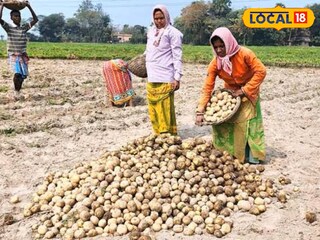 আলু চাষ করে বিপুল লাভ