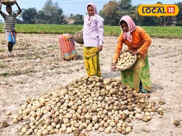 আলু চাষ করে বিপুল লাভ
