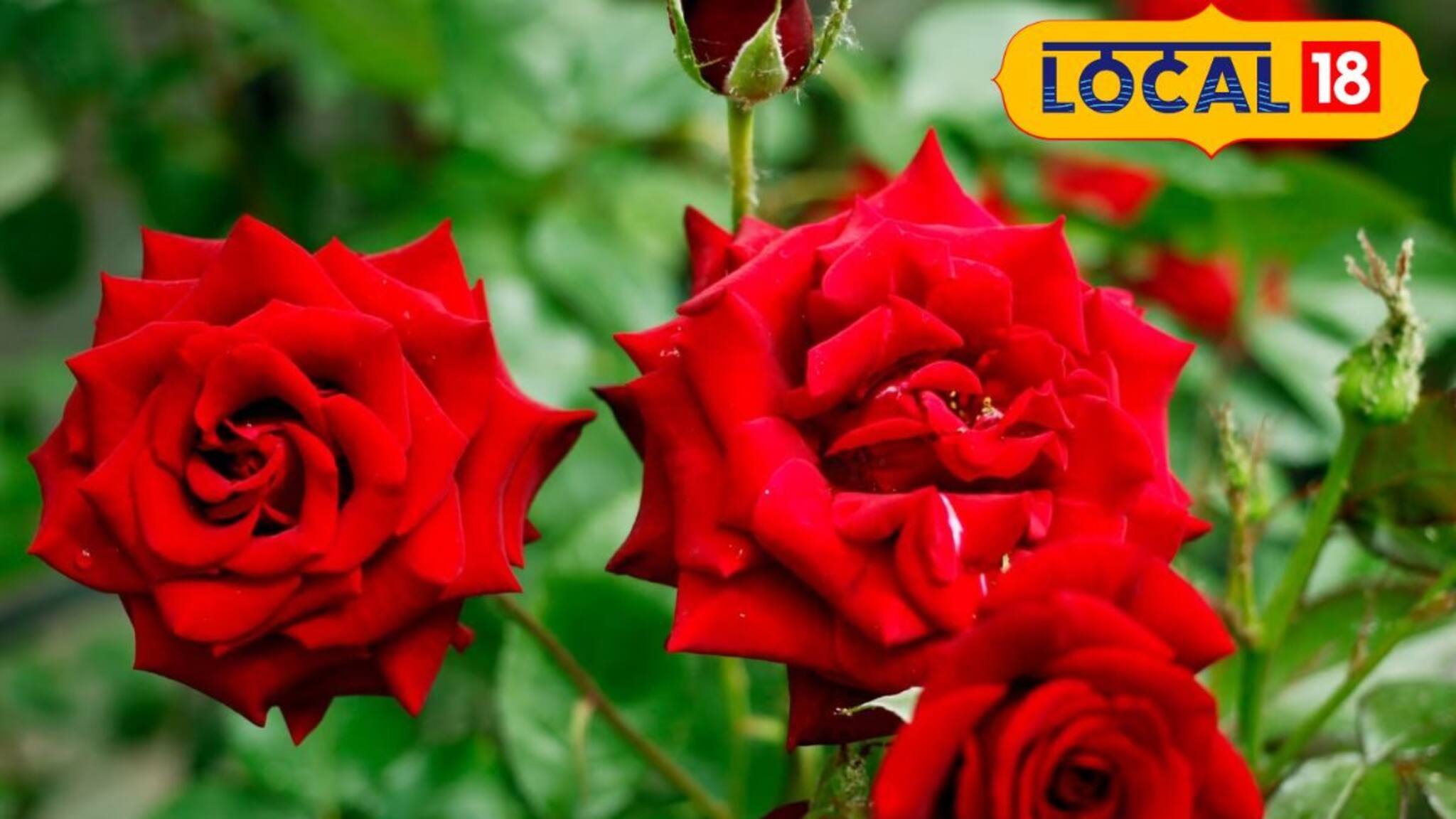 Gardening Tips: থোকায় থোকায় ফুটবে গোলাপ ফুল, আয় হবে লক্ষ লক্ষ! ৫ জাতের গোলাপ চাষেই বাম্পার লাভ