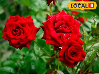 থোকায় থোকায় ফুটবে গোলাপ ফুল, আয় হবে লক্ষ লক্ষ! ৫ জাতের গোলাপ চাষেই বাম্পার লাভ