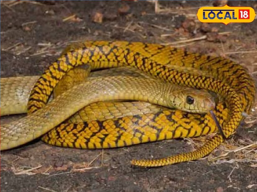 আপনার বাড়িতে যদি হঠাৎ করে সাপ ঢুকে পড়ে, তাহলে দেখা মাত্রই বাড়ির শান্তি বজায় রাখার চেষ্টা করুন৷ কেউ যেন চেঁচামেচি বা দৌড়াদৌড়ি না করে৷ আপনার পরিবারে পোষ্য থাকলে তাকে কোনও ঘরে বন্ধ করে দিন। নিজে থেকে সাপ ধরার চেষ্টা করবেন না। শুধু আস্তে আস্তে সাপ যে দিকে আছে, তার বিপরীত দিকে পিছিয়ে আসতে থাকুন।