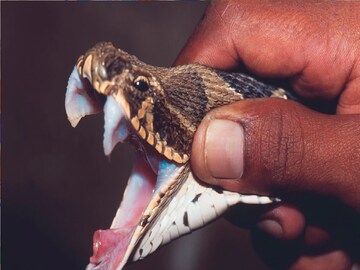 গরম এলেই গ্রামগঞ্জে সাপে কাটার আতঙ্ক!কীভাবে বাঁচাবেন?সাপে কাটলে কী করবেন,কী নয়?