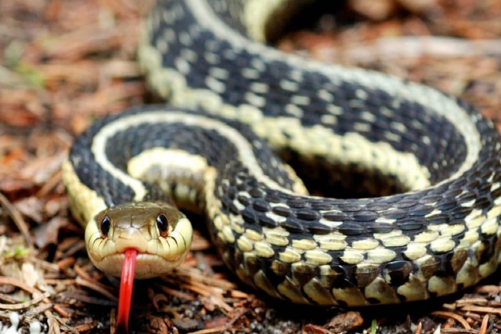 এক ছোবলেই মৃত্যু...! 'এই' গাছই বিষাক্ত সাপের 'ডেরা', আপনার বাড়িতে আছে কিনা দেখুন তো?