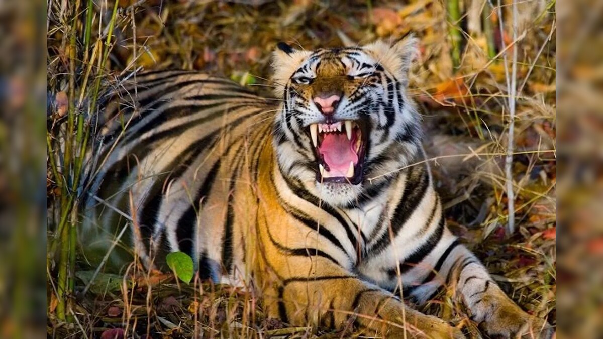 অবশেষে শেষ হল বাঘবন্দি খেলা? বাঘিনিকে লক্ষ্য করে ঘুমপাড়ানি গুলি বন দফতরের