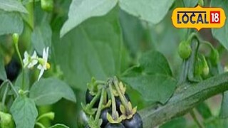 বার্ধক্যের গতি কমাতে সক্ষম এই একটি গাছ! বলছে আয়ুর্বেদের নিদান