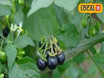 বার্ধক্যের গতি কমাতে সক্ষম এই একটি গাছ! বলছে আয়ুর্বেদের নিদান