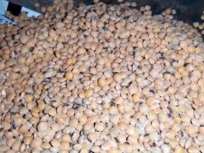 বাড়ির চাল-ডালে পোকা ধরার সমস্যা নতুন নয়। মাঝেমধ্যেই রান্নাঘরে এমন সমস্যার সম্মুখীন হতে হয় অনেককেই। প্রতি ঋতু পড়তেই সেগুলি বার বার একটু রোদে না দিলে পোকা ধরার আশঙ্কা থাকে।