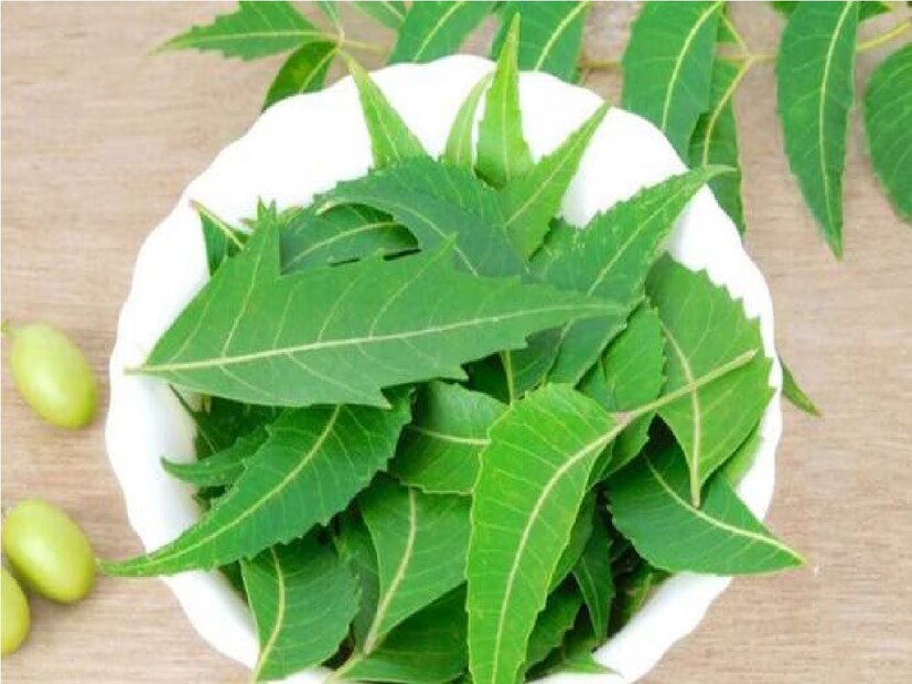 ৩. নিমইউরিক অ্যাসিড ক্রিস্টাল দূর করতেও নিম সহায়ক। নিমের মধ্যে অ্যান্টি-ইনফ্লেমেটরি বৈশিষ্ট্য পাওয়া যায়, যা ফোলা কমায় এবং ইউরিক অ্যাসিডের সমস্যা দূর করে। শরীরের ডিটক্সিফিকেশনেও নিম ভালো কাজ করে।