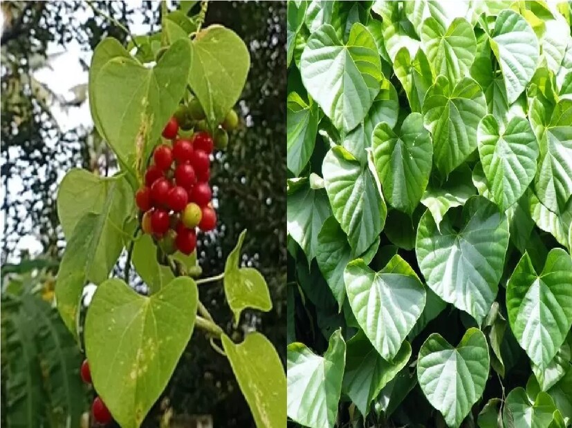 গুলঞ্চগুলঞ্চ আয়ুর্বেদ শাস্ত্রের একটি অত্যন্ত গুরুত্বপূর্ণ উপাদানl। একাধিক রোগ প্রতিরোধ ক্ষমতা বৃদ্ধি করার বৈশিষ্ট্য এতে রয়েছে। ইউরিক অ্যাসিডের মাত্রায় ভারসাম্য রাখতে সাহায্য করে ধনে।উচ্চ ইউরিক অ্যাসিডের কারণে হওয়া ব্রণ এবং ফোলা থেকে মুক্তি পেতে সহায়তা করে নিয়মিত ধনের ব্যবহার৷
