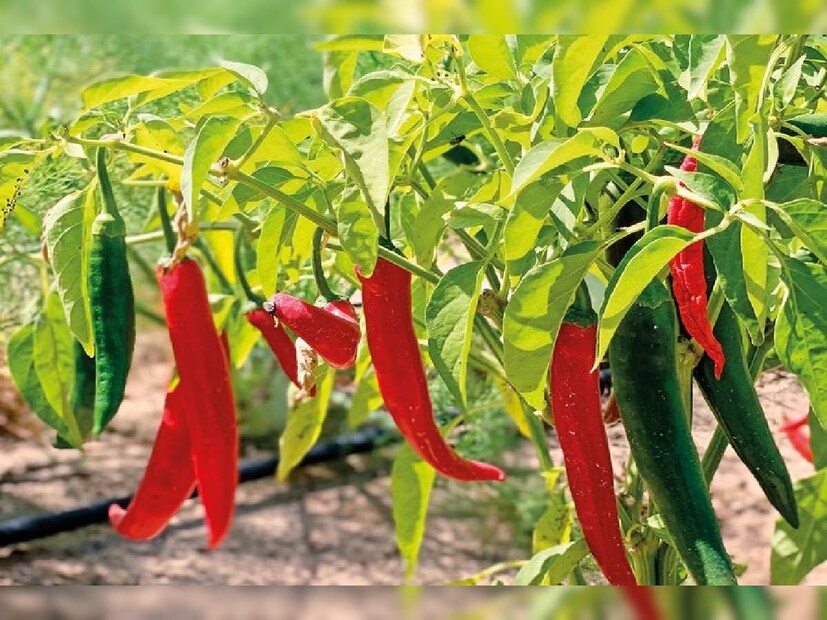 এভাবে লঙ্কাগাছের যত্ন নিন। বাড়ির টবেই বাড়বে গাছ। ভরে থাকবে ঝাঁঝালো স্বাদের লঙ্কায়।