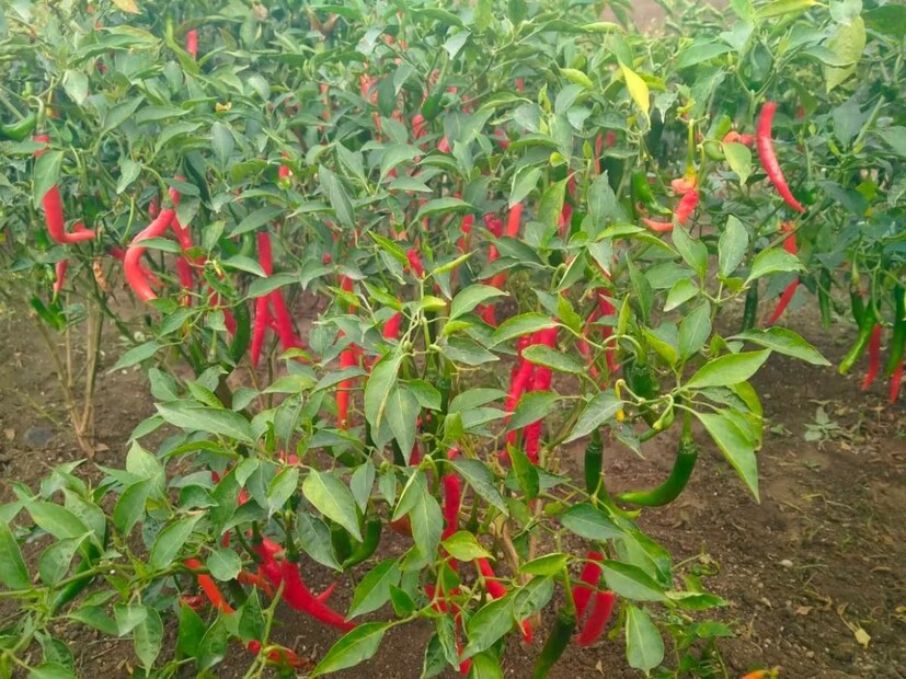 তীব্র গরমে অনেক সময়েই কাঁচালঙ্কার দাম হু হু করে বেড়ে যায়। বাজারে দেখা দেয় কাঁচালঙ্কার আকাল। 