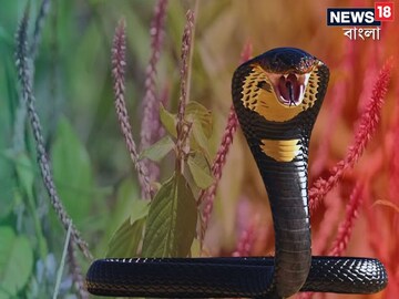 সাপে কামড়েছে? ঝোপঝাড়ে অনাদরে বেড়ে ওঠা এই গাছটিই বাঁচাবে প্রাণ, অবিশ্বাস্য গুণ