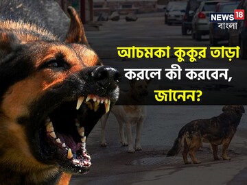 হঠাৎ রাস্তার কুকুর তাড়া করেছে? কী করবেন জানেন? বিশেষজ্ঞেরা জানালেন 'সঠিক' নিয়ম!