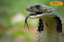 চা বাগানে ফোঁস! চোখে পড়ল বিশাল কিং কোবরা, বিষাক্ত সাপ দেখে ভয়ে কাঁটা স্থানীয়রা!