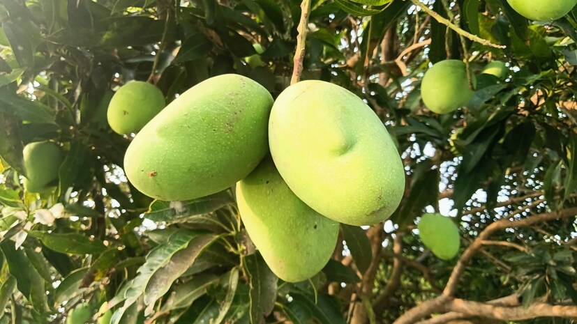 বদহজম, পেট ফাঁপা, গ্যাস, অ্যাসিডিটি, কোষ্ঠকাঠিন্য-সহ পেটের রোগ দূর করে কাঁচা আম।