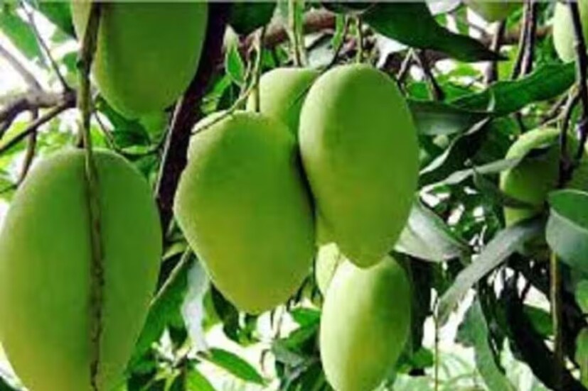 কাঁচা আমে ভিটামিন এ, ভিটামিন সি-সহ একাধিক খাদ্যগুণ আছে। এর ফলে ত্বক ঝলমলে হয়। চোখের দৃষ্টি তীব্র হয়। বাড়ে রোগ প্রতিরোধ শক্তি।