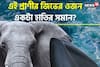 ১০০ ফুট লম্বা! জিভের ওজনই হাতির ওজনের সমান, হৃদপিণ্ড ১৮০ কেজি! জানেন কোন প্রাণী?