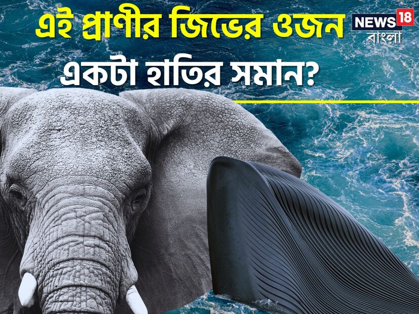 পৃথিবীর এযাবৎকালের সবচেয়ে বড় ও ভারী প্রাণী হিসেবে বিবেচনা করা হয়ে থাকে নীল তিমিকে। যদিও বিভিন্ন সময় এ নিয়ে বিতর্ক হয়েছে। তবে বিজ্ঞানীরা বলছেন, তাঁরা আদিম প্রজাতির এমন এক তিমির দেহাবশেষ খুঁজে পেয়েছেন, যা নীল তিমির চেয়েও ওজনে বেশি হতে পারে। 