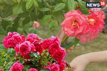 শখের গোলাপ বাগান গরমে শুকিয়ে যাচ্ছে..? সাবধান! গাছ নষ্ট করতে না চাইলে লোভ ছাড়ুন