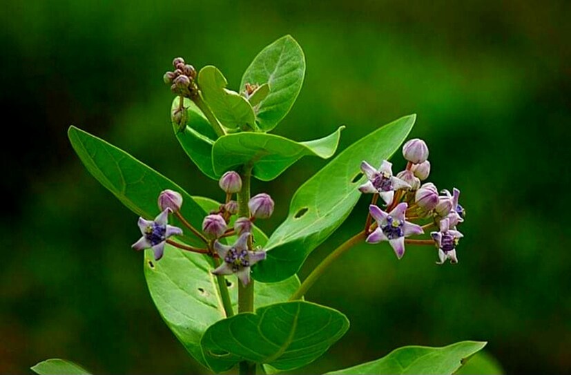 মহাদেবকে দিন আকন্দফুল, নীল অপরাজিতা এবং হলুদ কল্কে ফুল। ধুতুরাফুল এবং ধুতুরাফলও শিবের অত্যন্ত প্রিয় বলে কথিত।