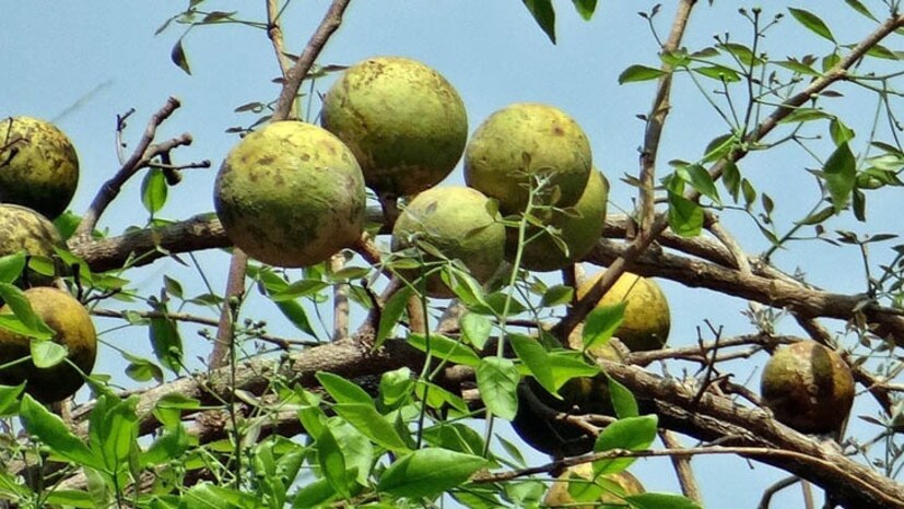 নীলষষ্ঠীর পুজোর অর্ঘ্যে রাখুন ৫ টি গোটা ফল। তার মধ্যে অবশ্যই নিবেদন করুন বেল এবং বৃন্ত-সহ একটি কাঁচা আম। নৈবেদ্যে ফল কেটে দিলেও পুজোর ডালিতে নিবেদন করুন গোটা ফল।