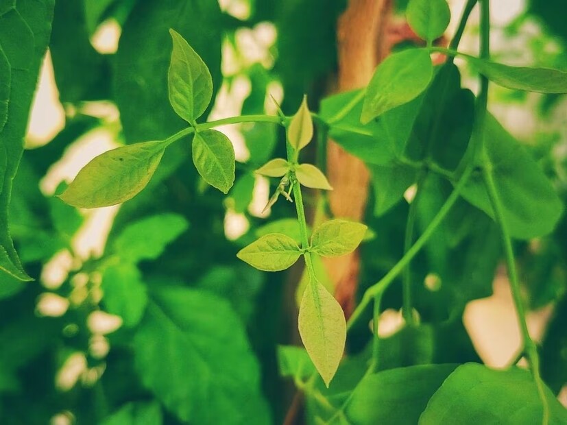 শ্রাবণ মাসে ১০৮ টি বেলপাতা নিবেদন করা বিশেষ উপকারী বলে মনে করা হয়। ১০৮ নম্বরটিকে পবিত্র বলে মনে করা হয় এবং এটি নিবেদন করলে ভগবান শিবের বিশেষ আশীর্বাদ পাওয়া যায়। 