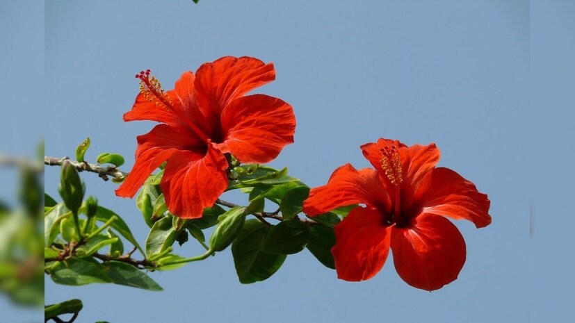এর সঙ্গে হাফ চামচ সিউইড ও ১ চামচ ম্যাগনেসিয়াম সালফেট মিশিয়ে নিন৷ তাহলে গাছের পাতা সবুজ থাকবে৷ হলুদ হবে না৷ গাছের স্বাস্থ্যকর জৈব খাবার এটা৷ 