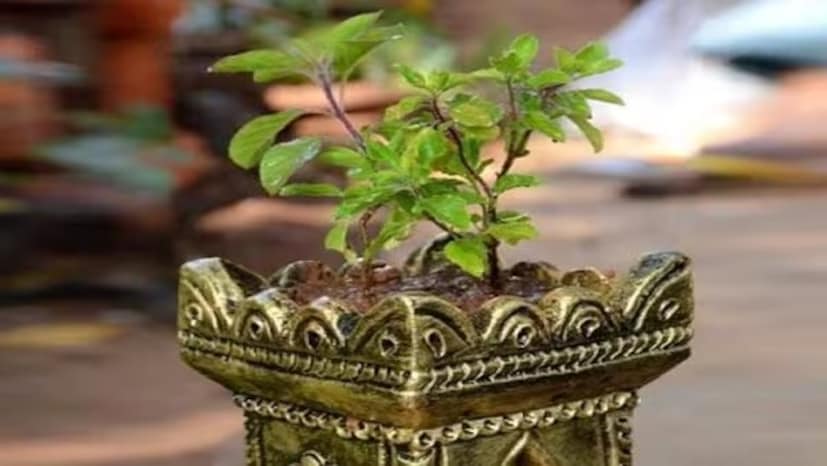 ঝাড়া বাঁধার আগে মাটির ঘটে সিঁদুরের মাঙ্গলিক চিহ্ন আঁকুন৷ বৈশাখমাসে মাটির ঘট জলে ভরে রাখুন৷ তাহলে দিনভর ফোঁটা ফোঁটা জল পড়বে তুলসিগাছে৷