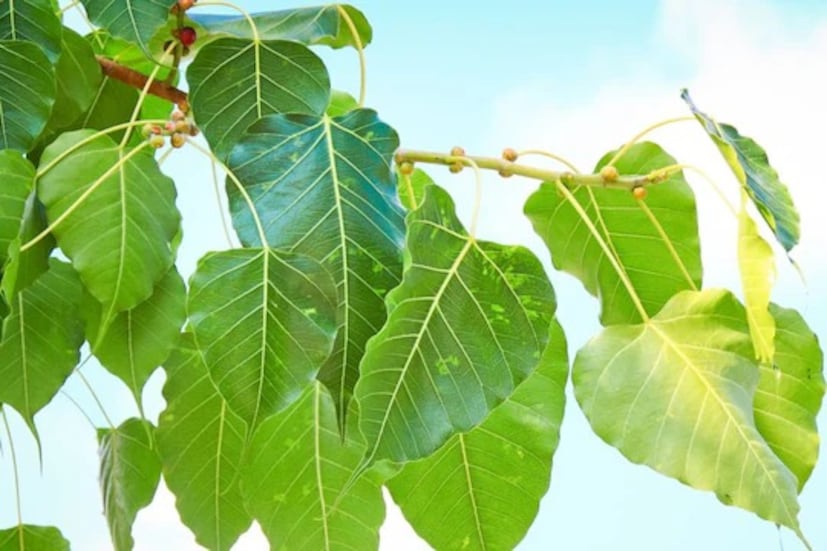 ১১ টি অশ্বত্থপাতায় শ্রীরামচন্দ্রের নাম লিখে মন্দিরে বা বাড়িতে অর্পণ করুন রামচন্দ্রের পায়ে৷ তাঁর আশীর্বাদে জীবনে সুখ সমৃদ্ধি উপচে পড়বে৷