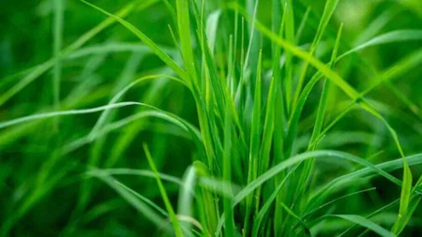ভেষজ গুণে সমৃদ্ধ দূর্বাঘাস দীর্ঘায়ু ও দীর্ঘজীবনের প্রতীক। তাই লক্ষ্মীপুজোয় এই ঘাস প্রয়োজনীয়।