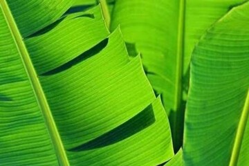 কাচ বা স্টিল নয়, সস্তার ‘এই’ থালায় খাবার খান! 'ক্লিন বোল্ড' শরীর খারাপ!