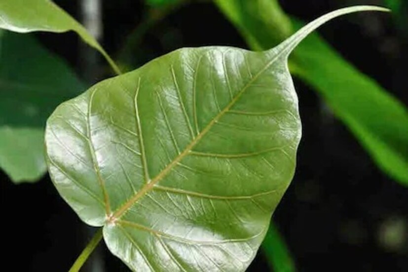 টাটকা অশ্বত্থপাতা নিন। তার উপর সিঁদুর বা কুমকুম দিয়ে আঁকুন যে কোনও মাঙ্গলিক চিহ্ন। তার উপর দিন কিছু অক্ষত আতপচাল এবং হলুদের তিলক। 