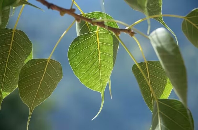 মা লক্ষ্মীকে অর্পণ করুন এই পাতা। তার পর রাখুন আপনার মানিব্যাগে। কোনওদিন ধনসম্পদের অভাব হবে না। জীবনে আসবে না দারিদ্রযোগ।