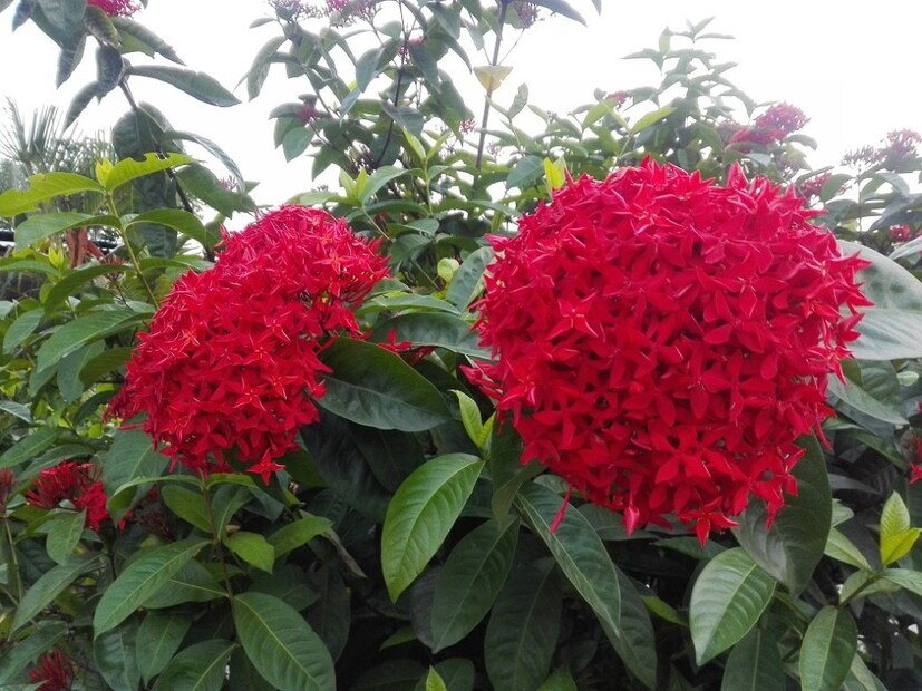 Disclaimer: এই প্রতিবেদনটি কেবলমাত্র সাধারণ তথ্যের জন্য, তাই বিস্তারিত জানতে হলে সর্বদা বিশেষজ্ঞের পরামর্শ নিন। (সব ছবি-নেটমাধ্যম)
