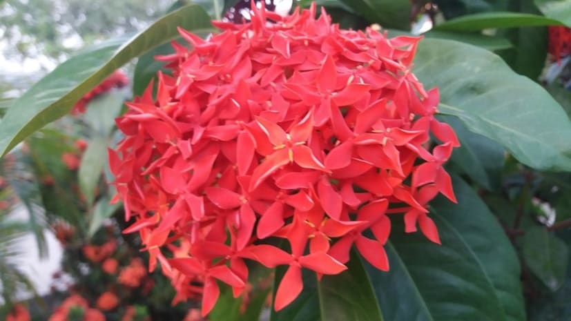 শীতে রঙ্গনগাছ ঝিমিয়ে পড়ে। গরমে আবার ফুল আসতে শুরু করে এই গাছে। গাছ ঝাঁকড়া হয়ে গেলে পাতা ছেঁটে প্রুনিং করুন। গাছের গোড়ায় আগাছা থাকলে তুলে ফেলে দিন।
