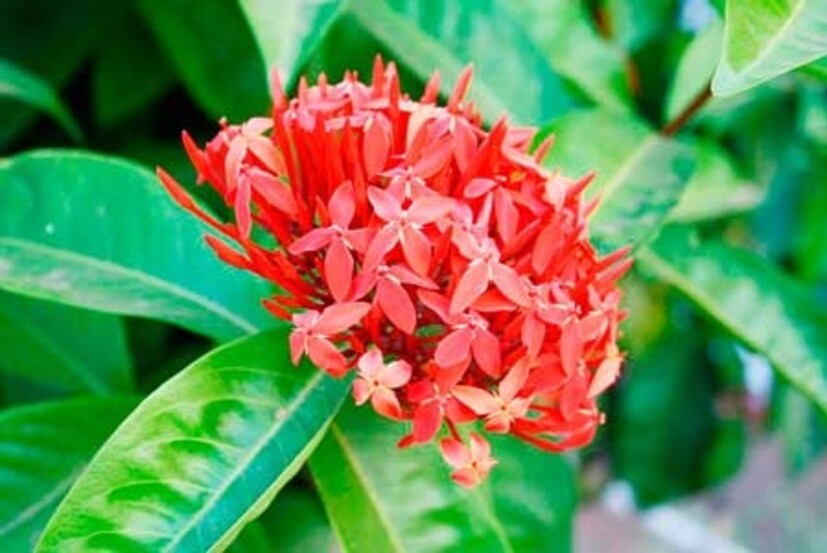 কম দিনে প্রচুর ফুল পেতে রঙ্গনগাছে দিন জৈব সার। ১৫-২০ দিন অন্তর হাড়গুঁড়ো, সরষে খোল বা অন্যান্য জৈব সার দিতে পারেন। 