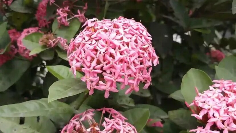 ১ লিটার জলে দেড় চামচ ভিনিগার গুলে টবের আয়তন বুঝে দিন। মাসে একবার এটা করতে হবে। কারণ রঙ্গনগাছের মাটি আম্লিক হওয়া দরকার।