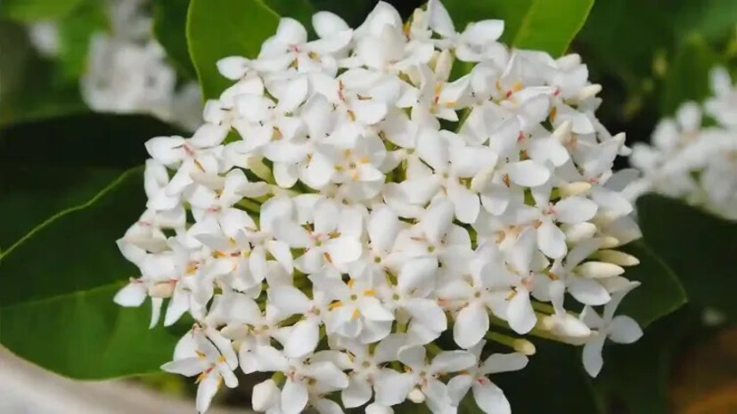 সম পরিমাণ ভার্মিকম্পোস্ট বা পাতা পচা সার, ১ বছরের পুরনো গোবর সার, নদীর বালিমাটি, গার্ডেন সয়েল নদীর কোকোপিট মিশিয়ে তৈরি করুন গাছেন জমিন।