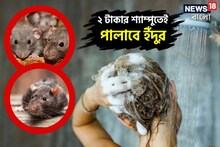 ২ টাকার শ্যাম্পুর পাতাতেই কিস্তিমাত! লেজ গুটিয়ে পালাবে সব ইঁদুর, জানেন কী ভাবে?