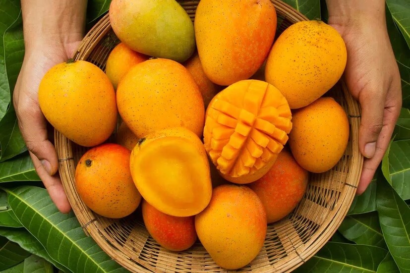 আমের মধ্যে থাকা এসব উপাদান ক্যালসিয়াম মেটাবলিজমে সাহায্য করে৷  হাড়ের ক্ষয়ের সম্ভাবনা কমায়। এছাড়াও কোলাজেন গঠনে, ইউভি রশ্মি হাত থেকে ক্ষয় প্রতিরোধে এবং ত্বক ও চোখের স্বাস্থ্য গঠনে সাহায্য করে পাকা আম। পাকা আম খেলে এসব উপকারিতাও পাবেন। তবে সবটাই পরিমাণ মতো খেতে হবে৷