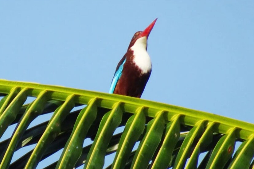পশ্চিমবঙ্গের রাজ্য পাখির নাম হল ধলাগলা মাছরাঙা। এই পাখিটি সাদাবুক মাছরাঙা নামেও পরিচিত। ধলাগলা মাছরাঙার ইংরেজি নাম হোয়াইট থ্রোটেড কিংফিশার (White Throated Kingfisher)। বৈজ্ঞানিক নাম Halcyon Smyrnensis।