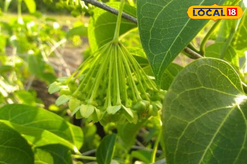কী এই ফুল ! এই ফুলের নাম হল যুক্তি ফুল যা আপনার বাড়ির আনাচে-কানাচে বড় গাছে চারপাশে লতাপাতার সঙ্গে বেড়ে ওঠে এই ফুল।, সাধারণত সবুজ ফুলের কুড়ি মতো দেখতে এই ফুল।