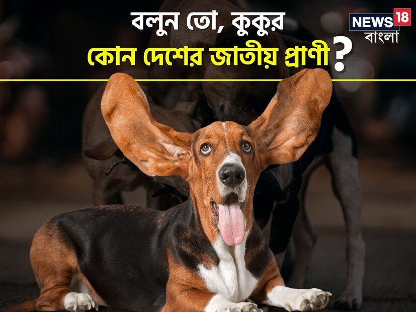 কুকুর কোন দেশের জাতীয় পশু? এই দেশটিতে কুকুরকে জালপেও নামে ডাকা হয়। জালপেও হল দেশটির স্থানীয় একটি কুকুরের জাত। এই জাতের কুকুরগুলি খুবই বুদ্ধিমান এবং বিশ্বস্ত। 